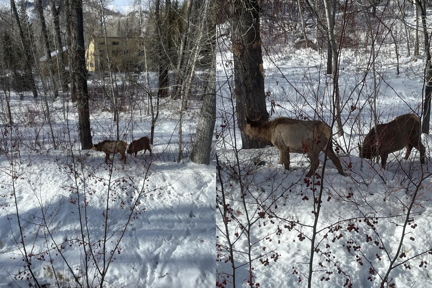 Elk in Winter